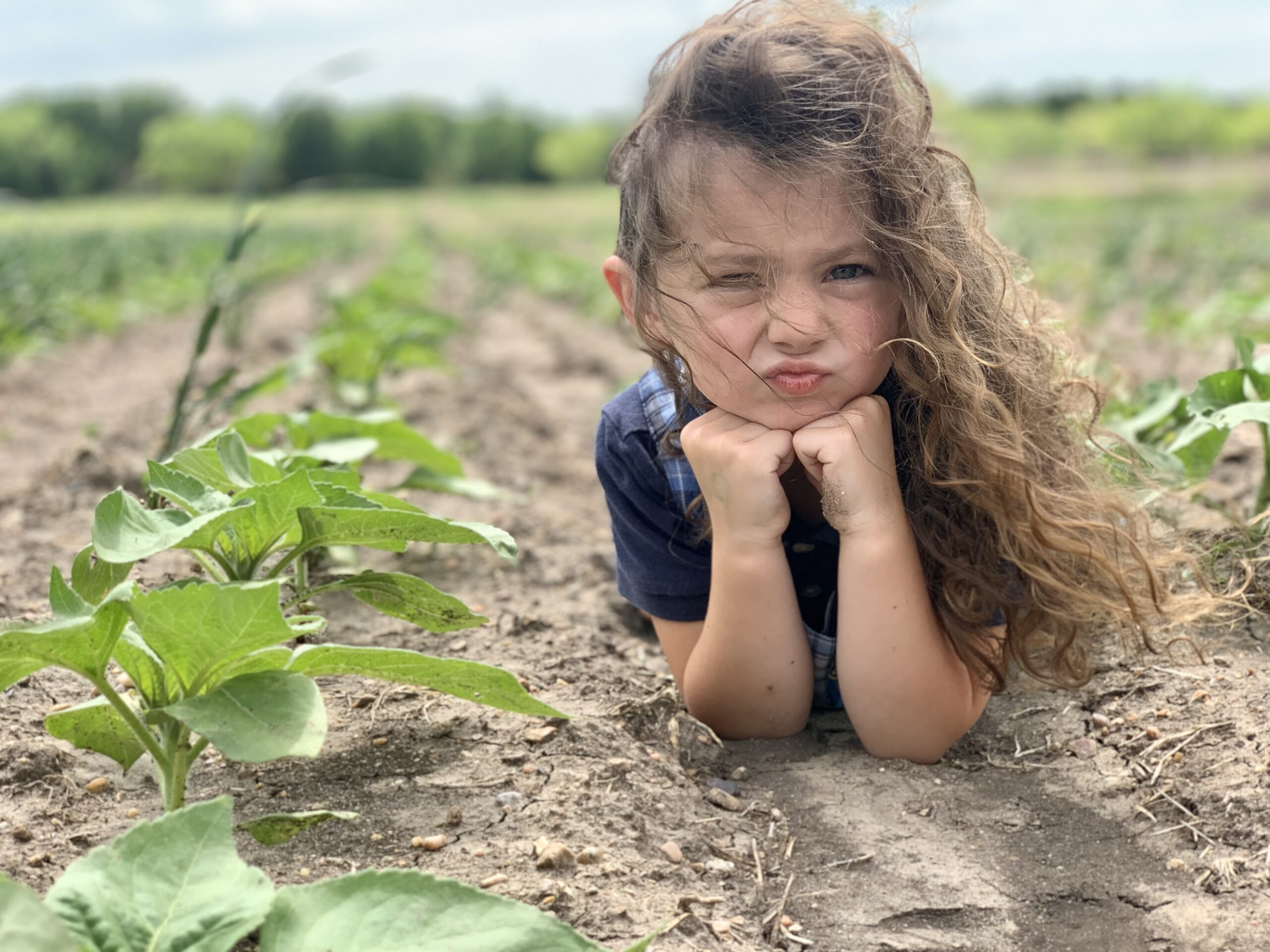 IMPORTANT SUNFLOWER FIELD UPDATE!