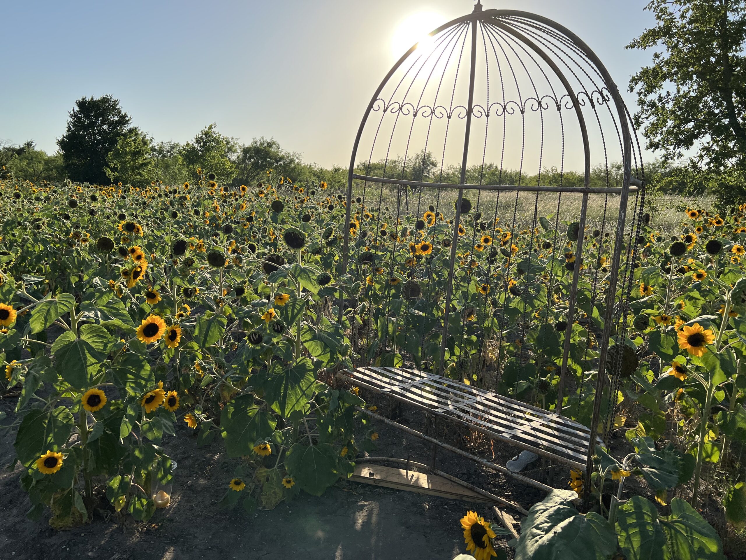 SUNFLOWER FIELD UPDATE 6/7/22