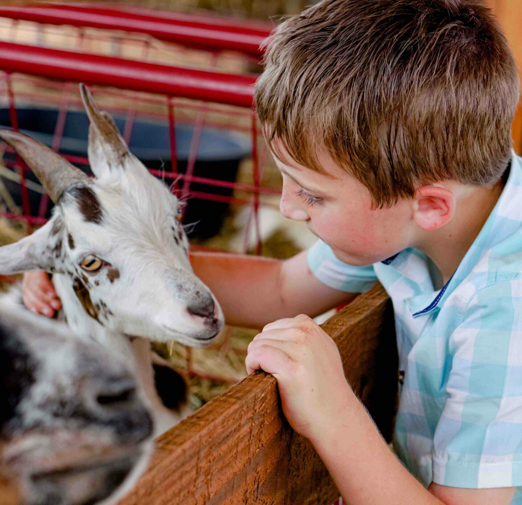 Farm Animals