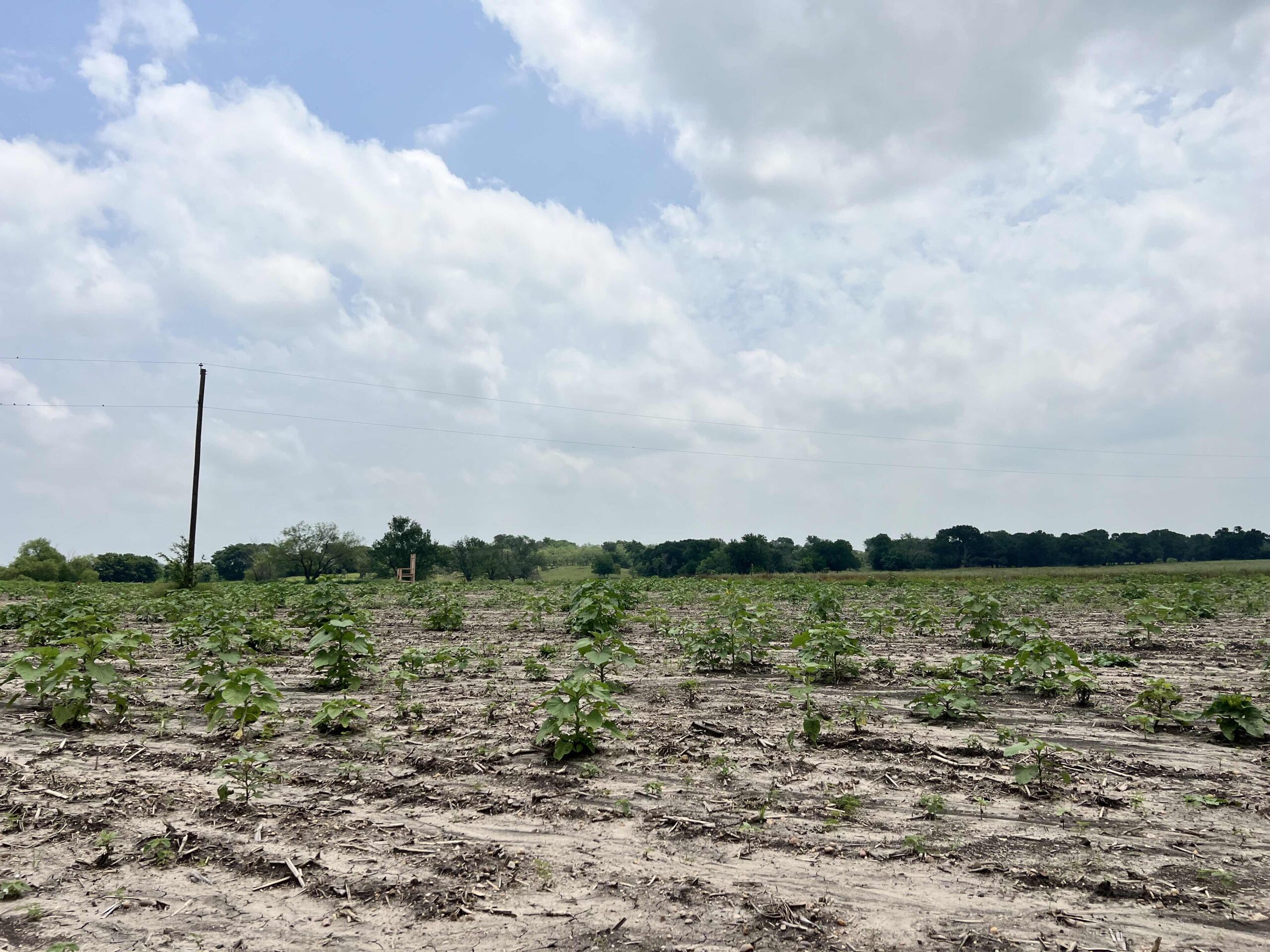 Flower Field Update 5/9/24 🌻