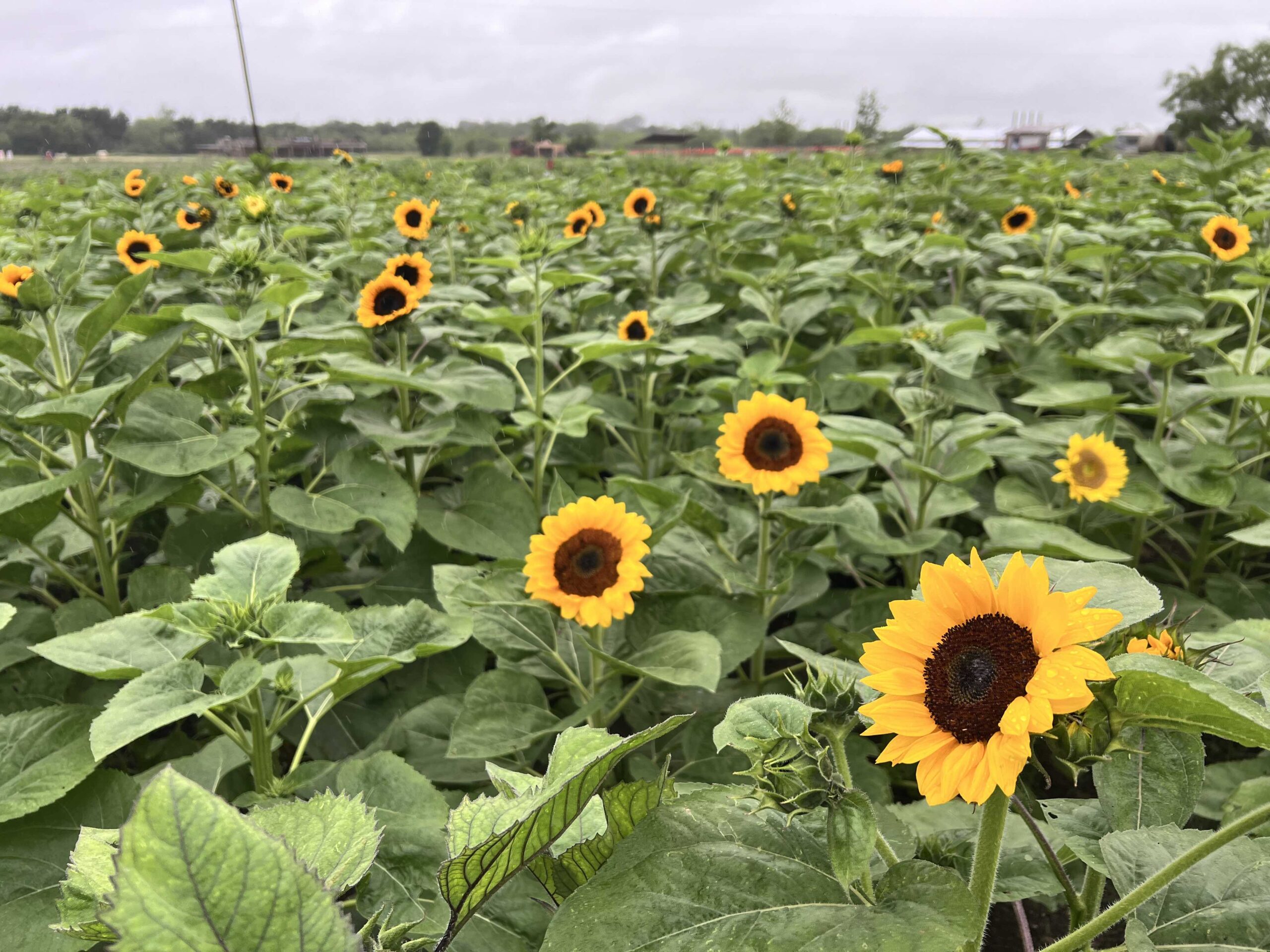 OPENING WEEKEND SUNFLOWER UPDATE 🌻