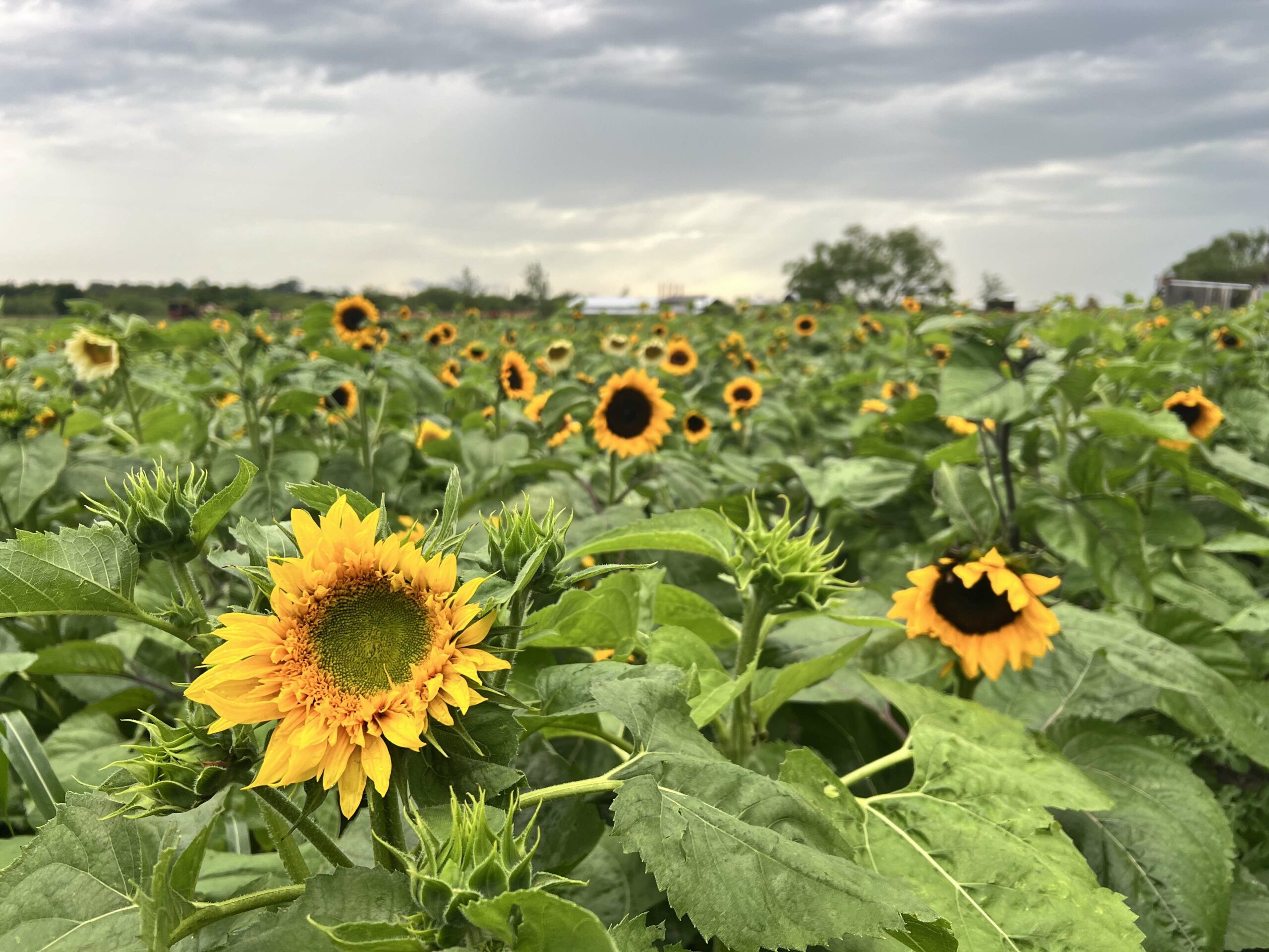 🌻 IMPORTANT OPENING WEEKEND UPDATE 🌻