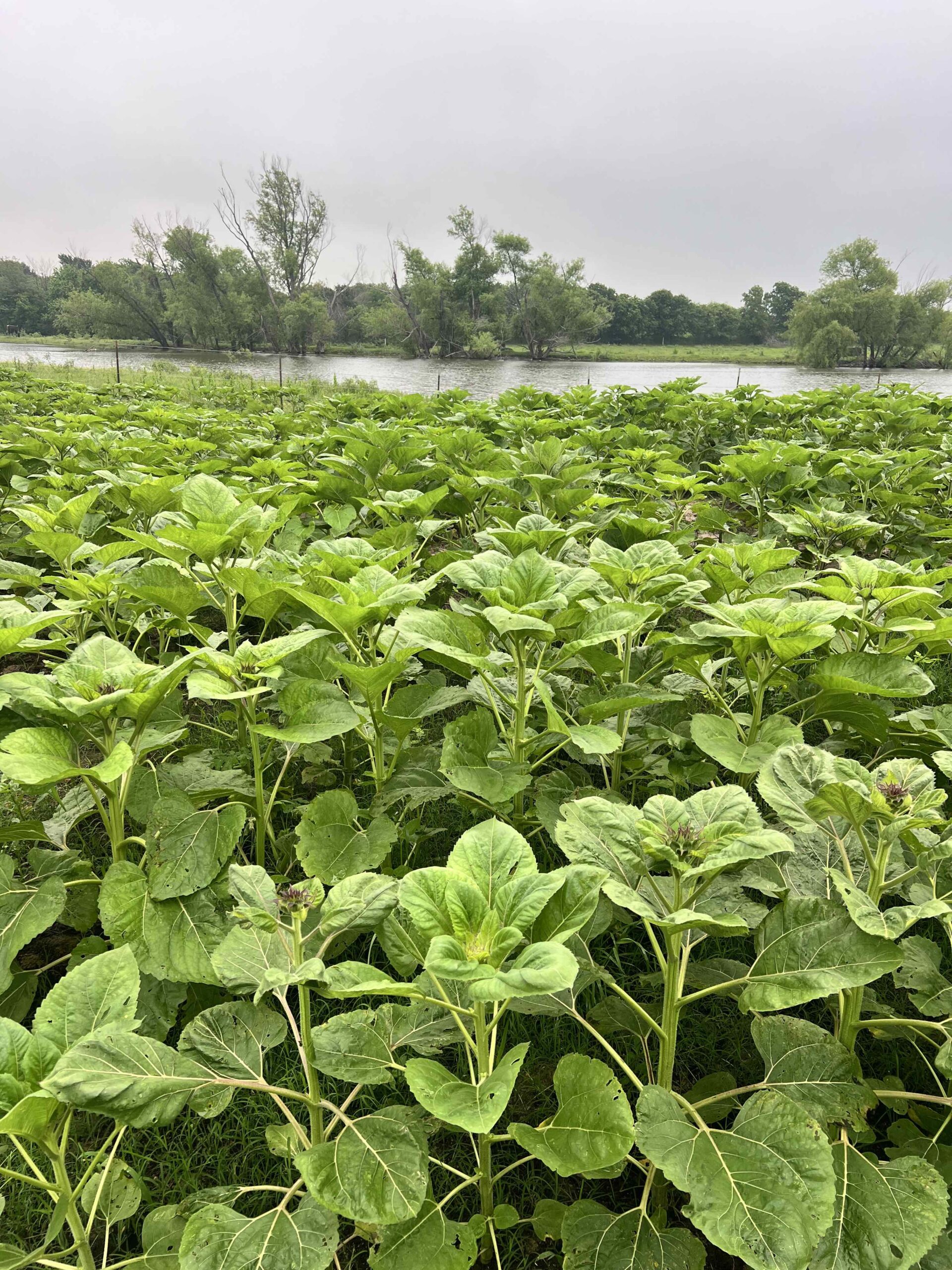 Sunflower Field Update May 6th