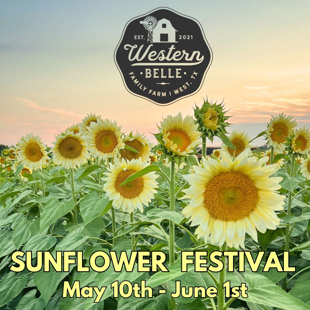 Sunflower Festival 2025 🌻