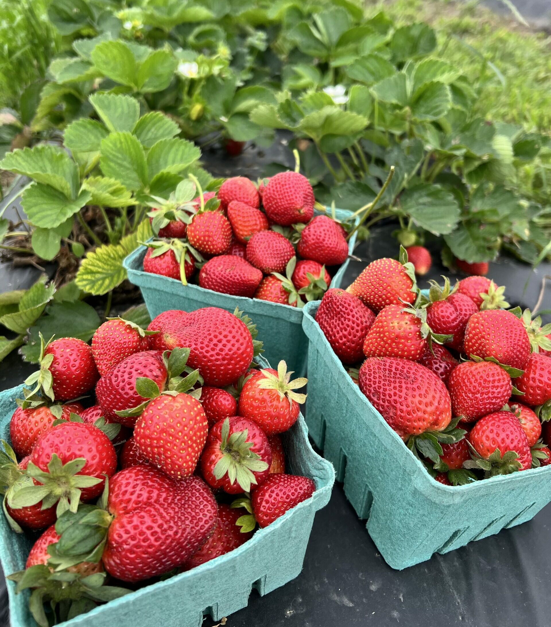 🍓 STRAWBERRY U-PICK