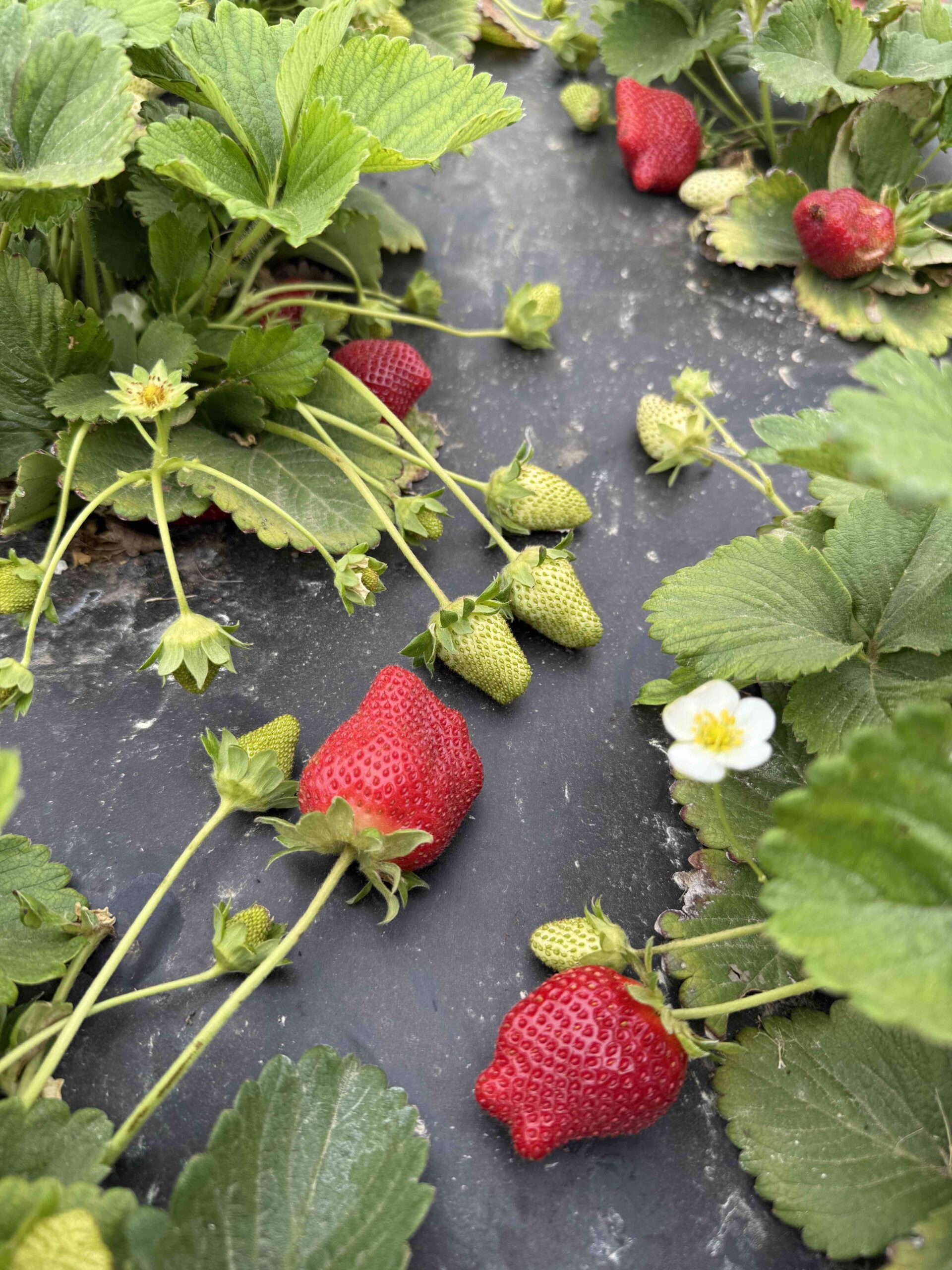 🍓 STRAWBERRY U-PICK 🍓