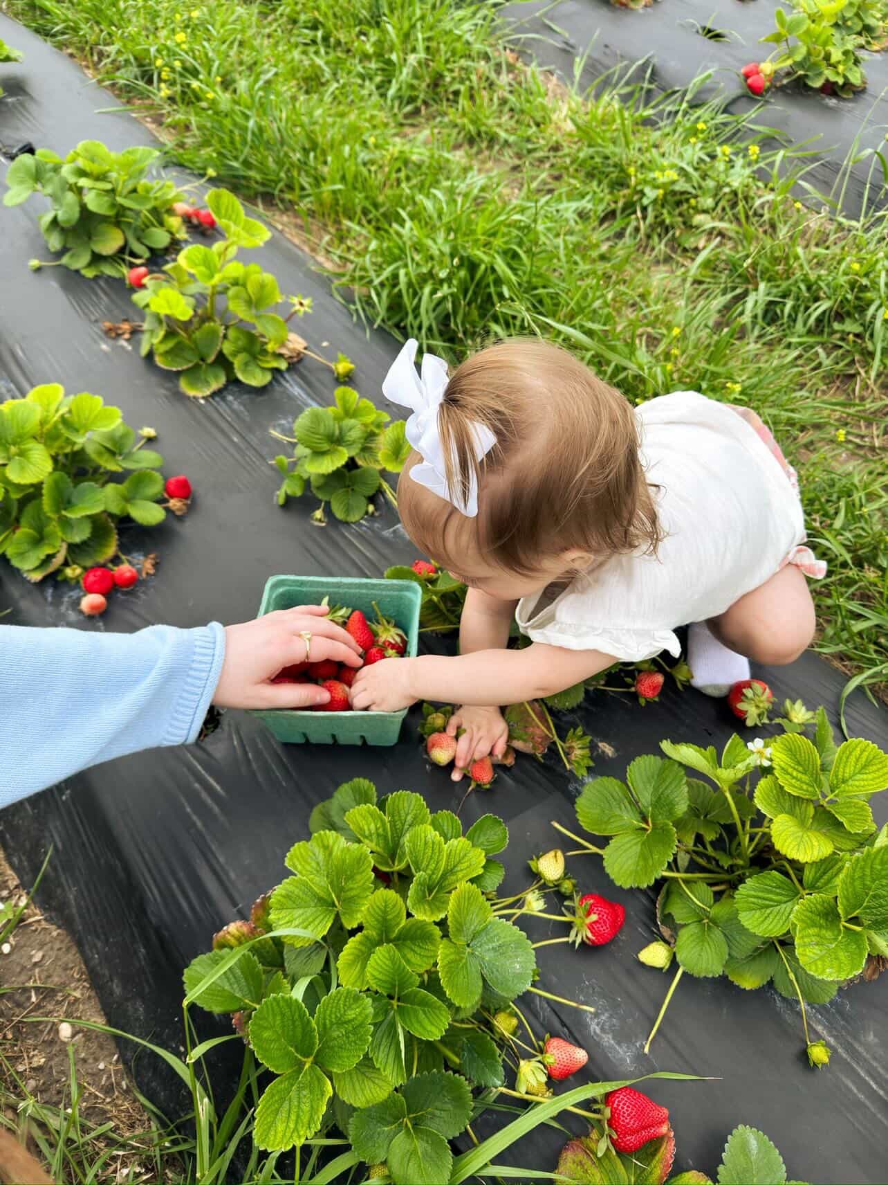🍓 Strawberry U-Pick 🍓