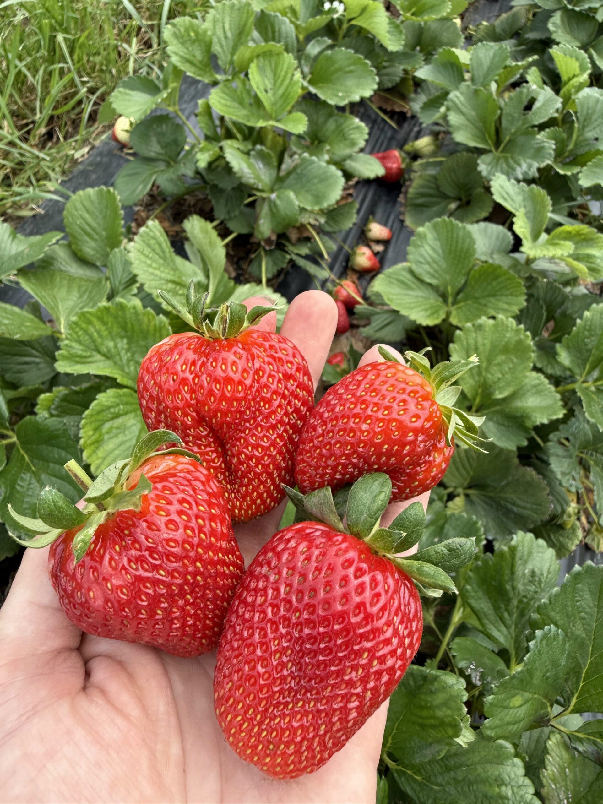 🍓 Strawberry U-Pick 🍓
